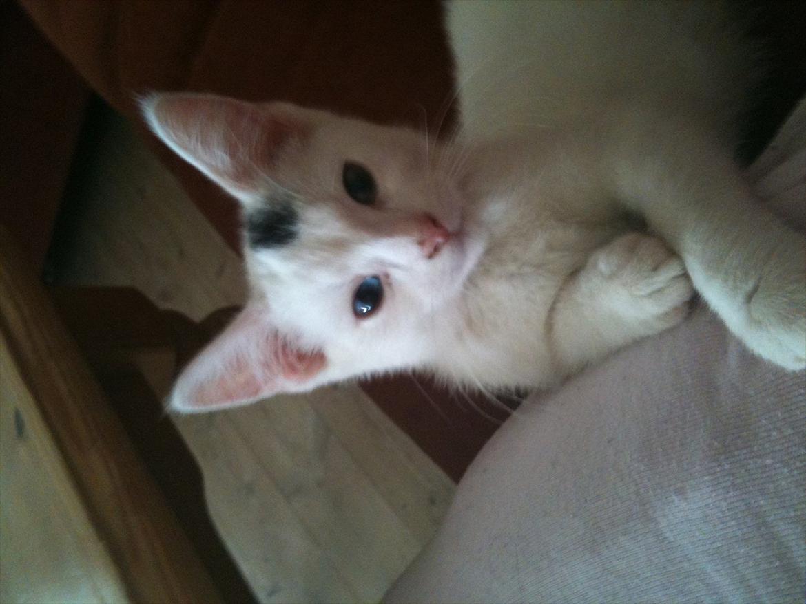 Huskat pjuske billede 7