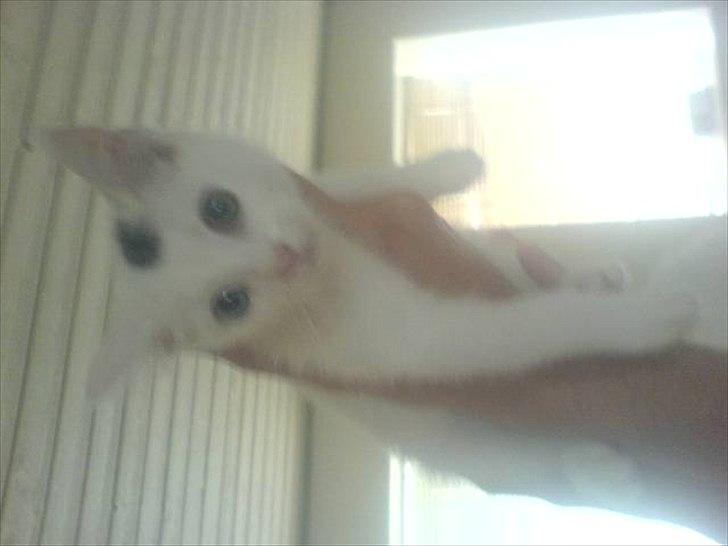 Huskat pjuske billede 8