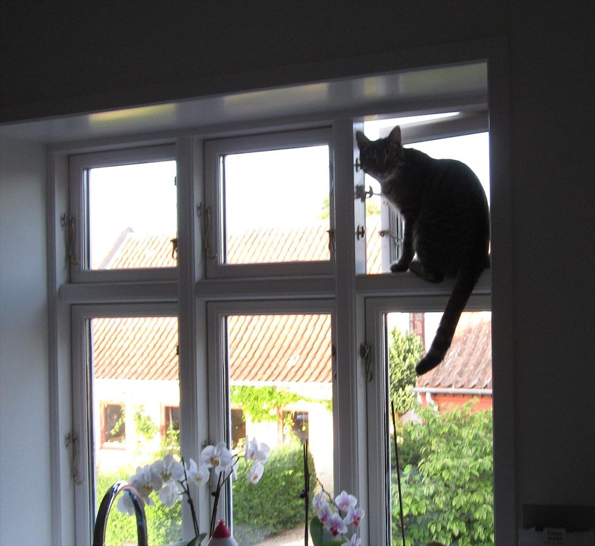 Huskat Felix billede 12