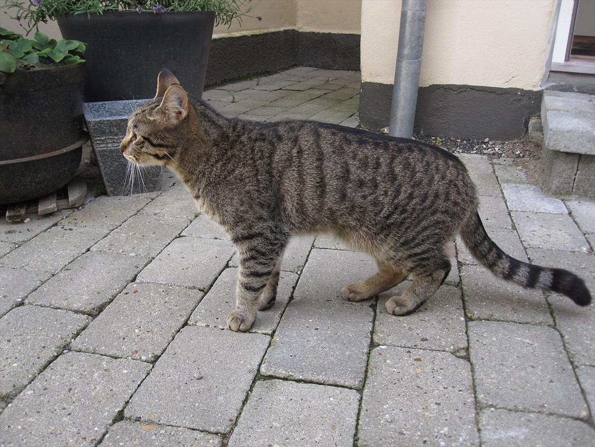 Huskat Felix billede 13