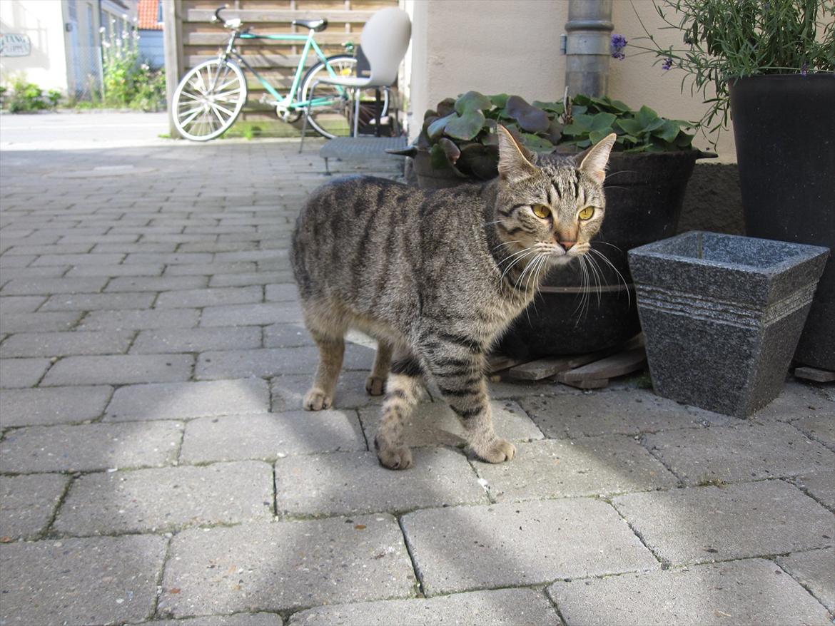 Huskat Felix billede 14