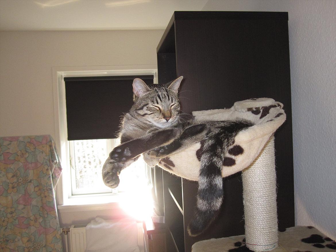 Huskat Felix billede 15