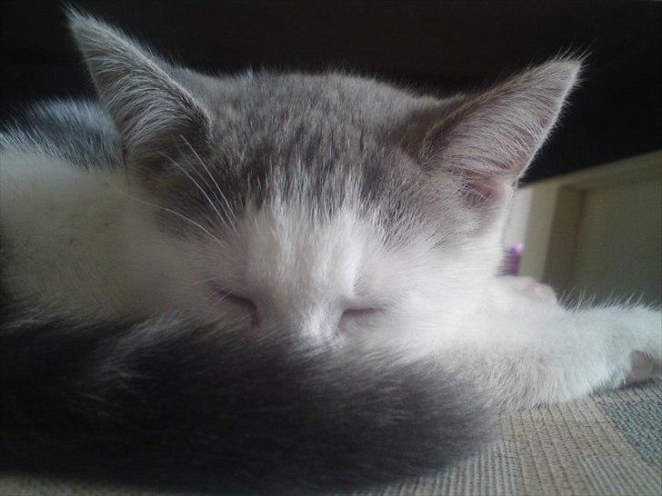 Huskat Dixie R.I.P. <3 billede 1