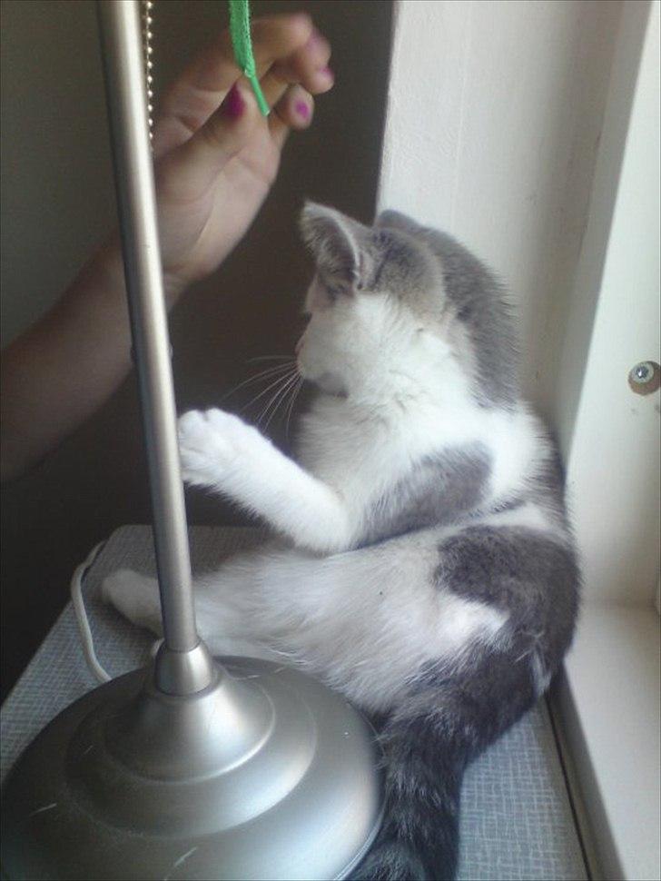 Huskat Dixie R.I.P. <3 billede 2