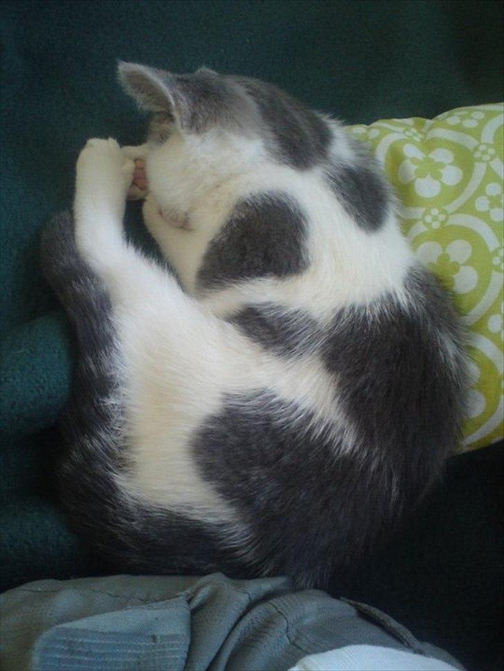 Huskat Dixie R.I.P. <3 billede 3