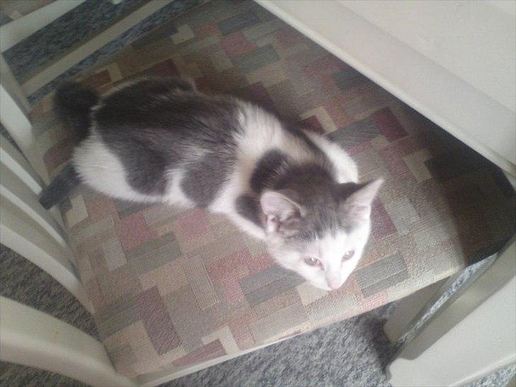 Huskat Dixie R.I.P. <3 billede 4