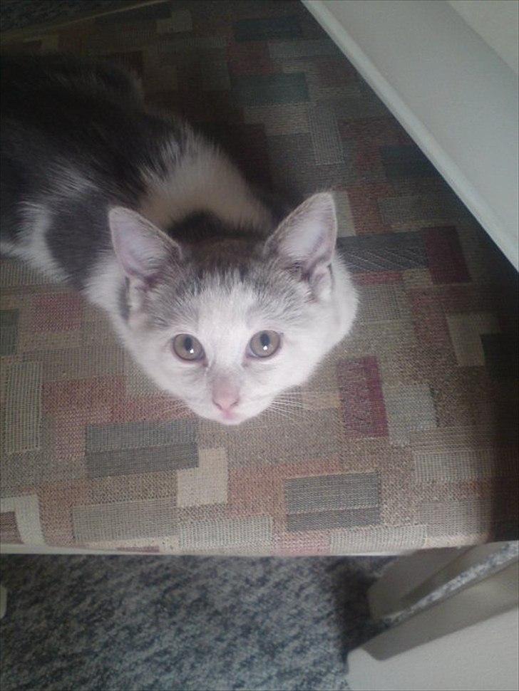 Huskat Dixie R.I.P. <3 billede 5