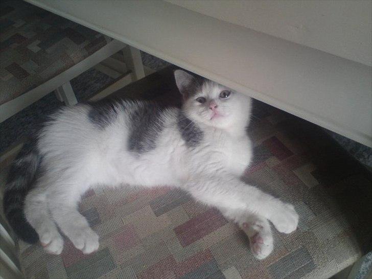 Huskat Dixie R.I.P. <3 billede 6