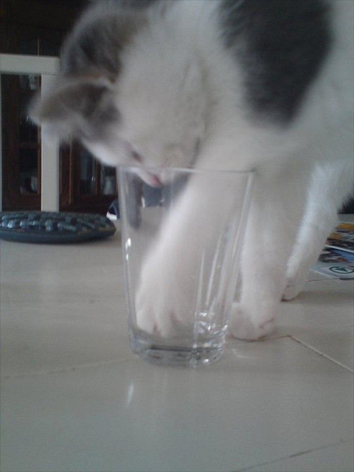 Huskat Dixie R.I.P. <3 billede 7