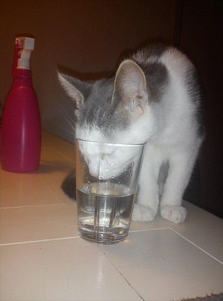 Huskat Dixie R.I.P. <3 - Deeeeejlig vand!! billede 8