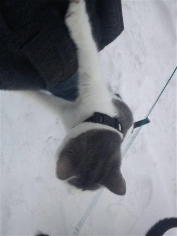 Huskat Dixie R.I.P. <3 - Dixie's første (OG eneste) møde med sne - det var absolut ikke nogen succés ;) billede 9
