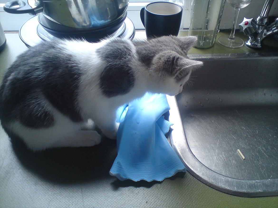 Huskat Dixie R.I.P. <3 - "Hmm.. Gad vide, om jeg kan hypnotisere det der stykke spaghetti til selv at hoppe op i min mund....??" billede 10