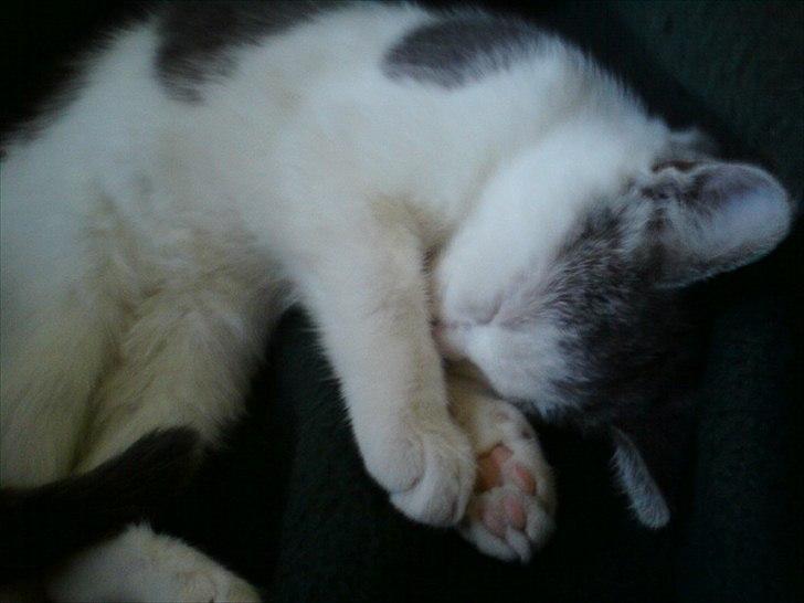 Huskat Dixie R.I.P. <3 billede 11