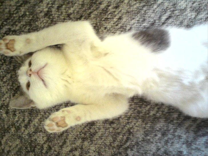 Huskat Dixie R.I.P. <3 billede 12