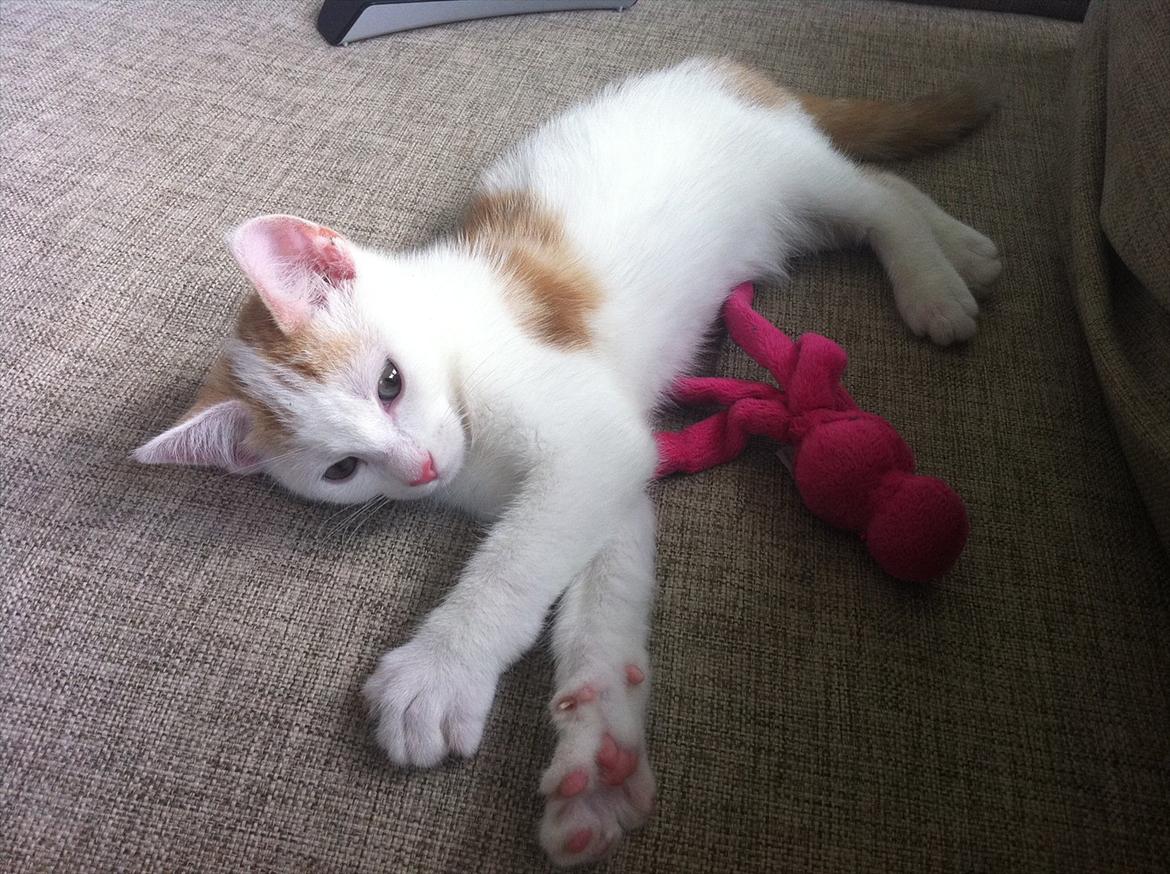 Huskat Gaya billede 1