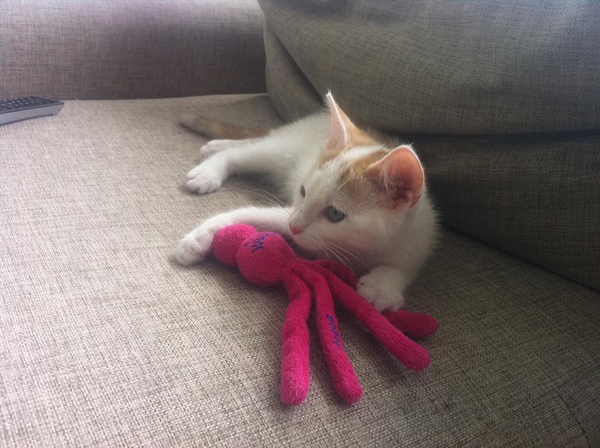 Huskat Gaya billede 2