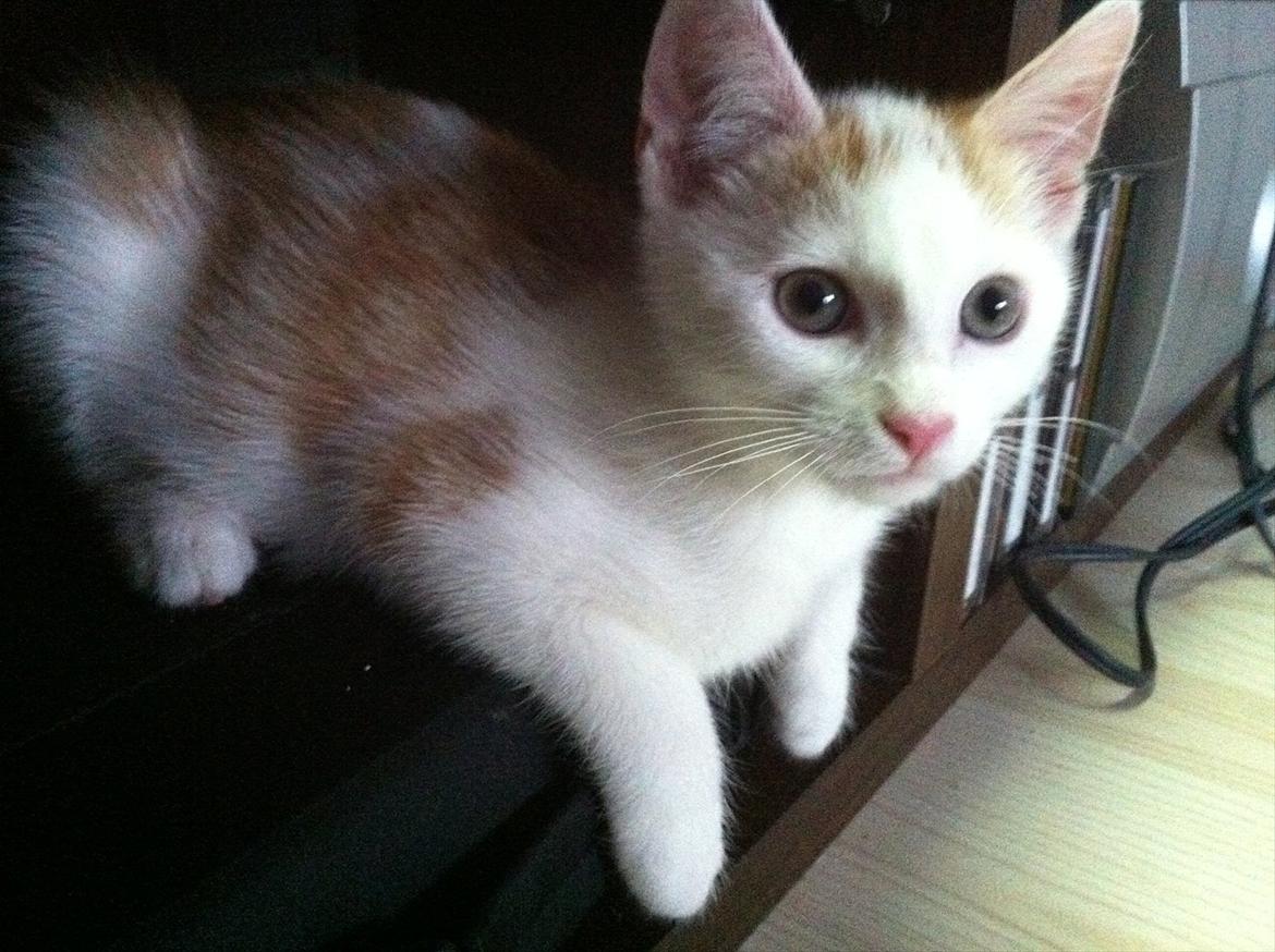 Huskat Gaya billede 3