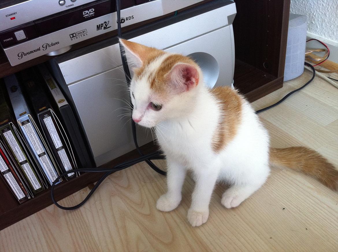 Huskat Gaya billede 4