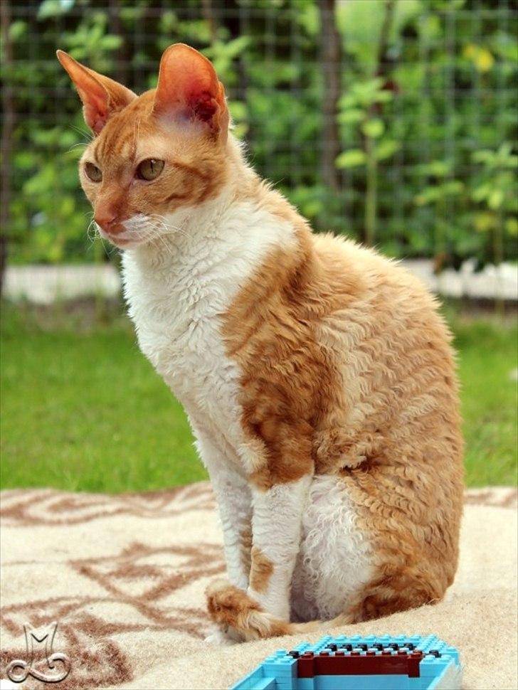 Cornish Rex Anna Bell af Tokkeløkkehus DK billede 12