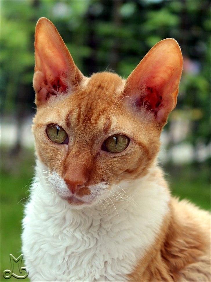 Cornish Rex Anna Bell af Tokkeløkkehus DK billede 1