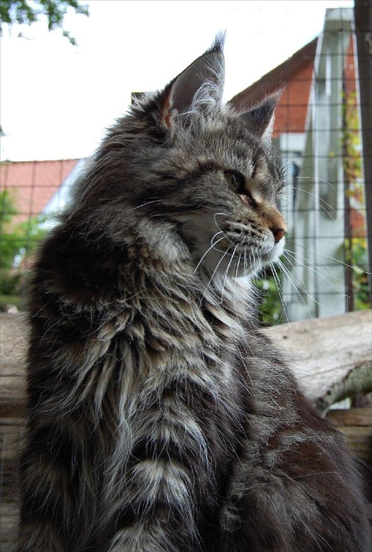 Maine Coon It's Me billede 1