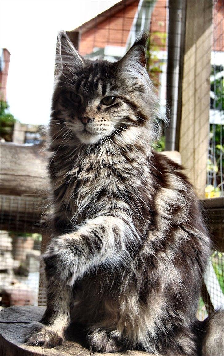 Maine Coon It's Me billede 2