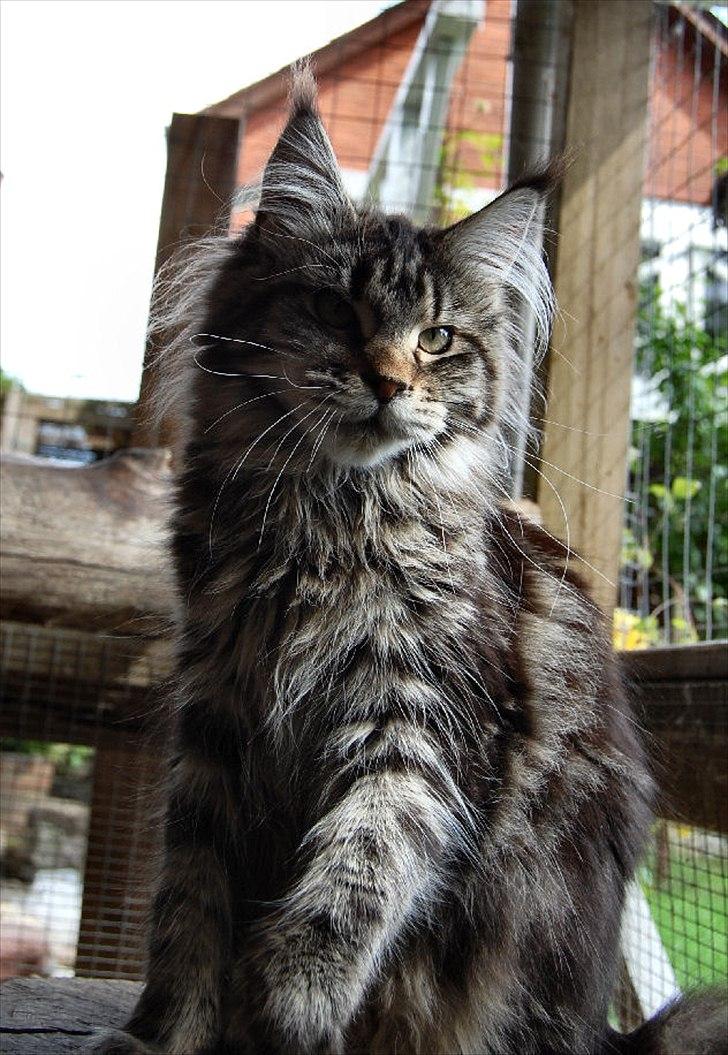 Maine Coon It's Me billede 3