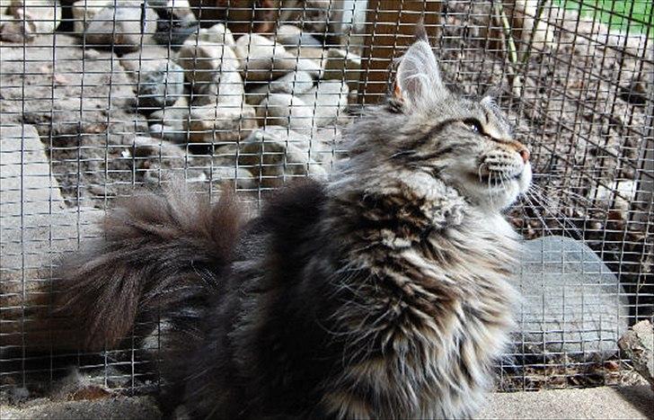 Maine Coon It's Me billede 4