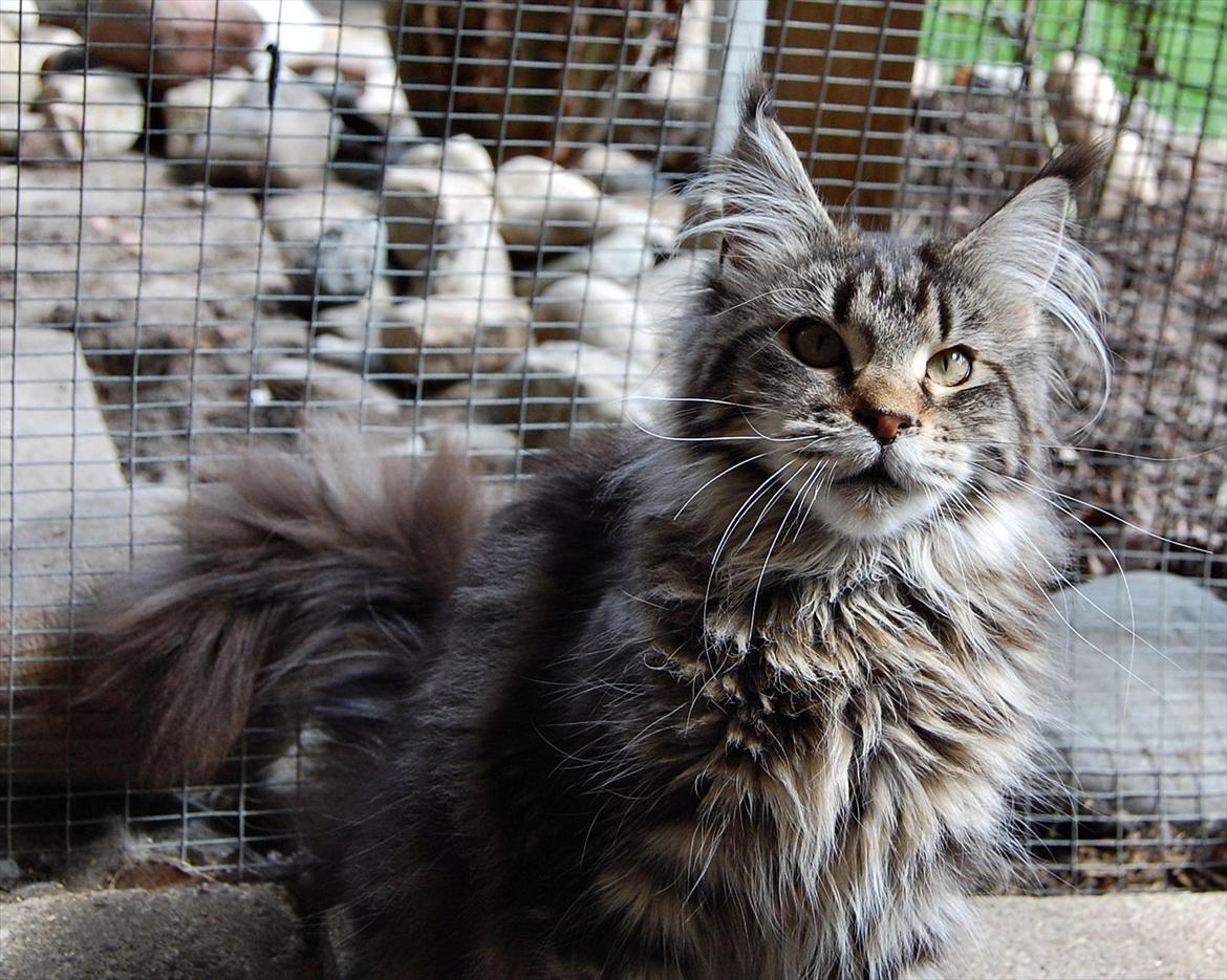 Maine Coon It's Me billede 5