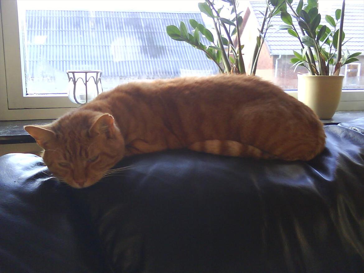 Huskat Tarzan - Tarzan der lægger på sofaen.. billede 6