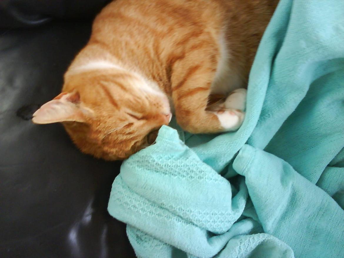 Huskat Tarzan - Tarzan lægger lige og sover på sofaen  billede 5