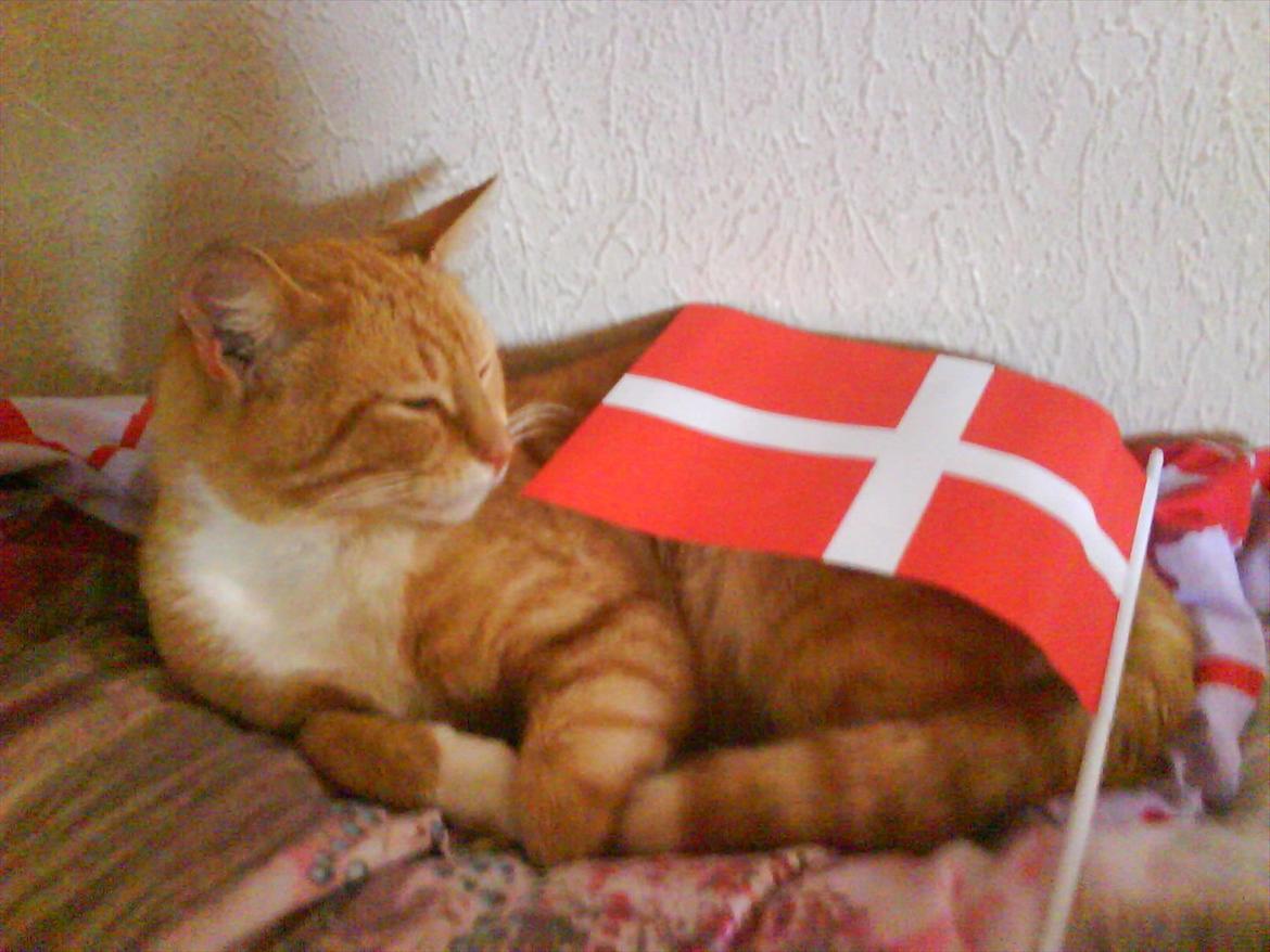 Huskat Tarzan - Tarzan og et flag skør mis ;p billede 1