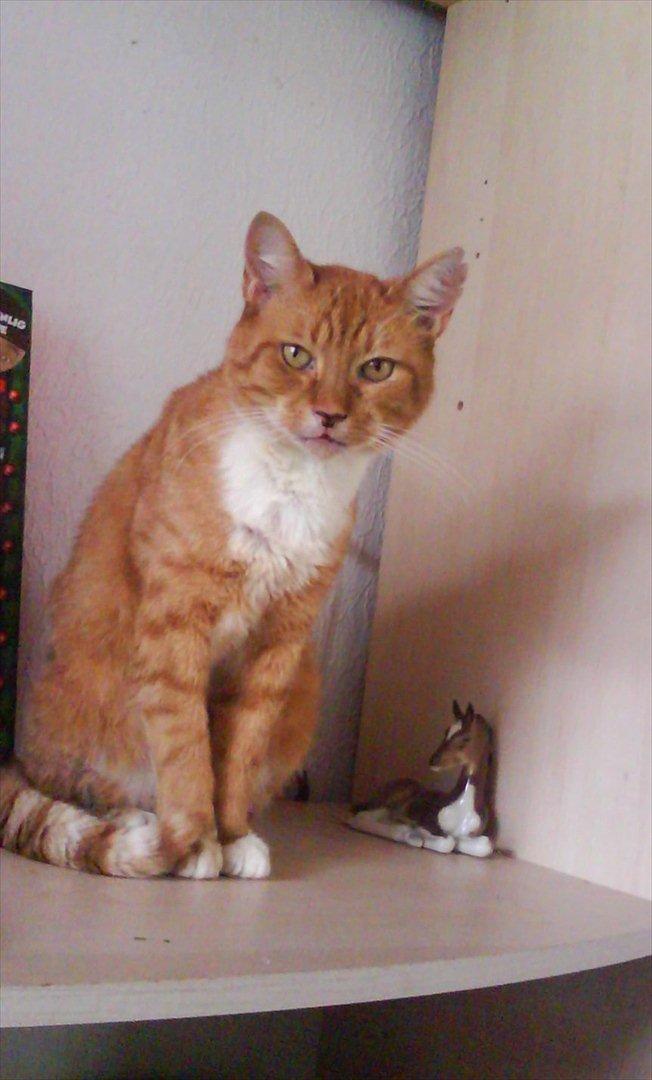 Huskat Tarzan - Tarzan står på min reol HaHa altså missekat billede 2
