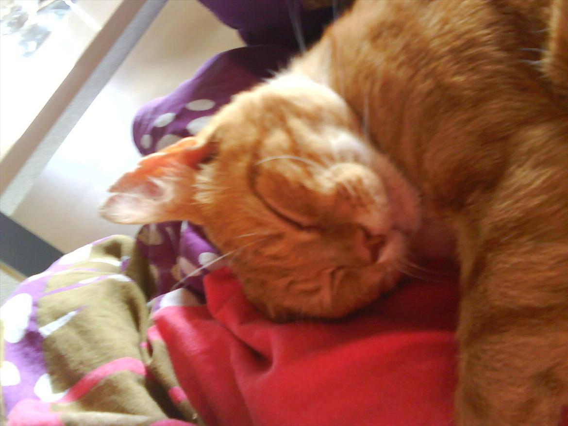 Huskat Tarzan - Tarzan der sover igen.. ;D billede 3