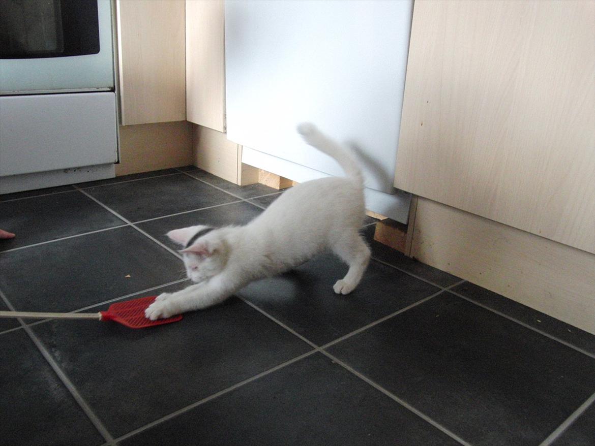 Blanding af racer Suki Soulmate<3 aka Sukkergris billede 6