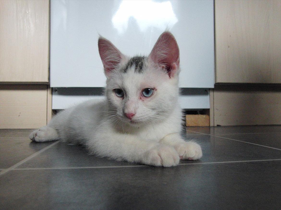 Blanding af racer Suki Soulmate<3 aka Sukkergris billede 7