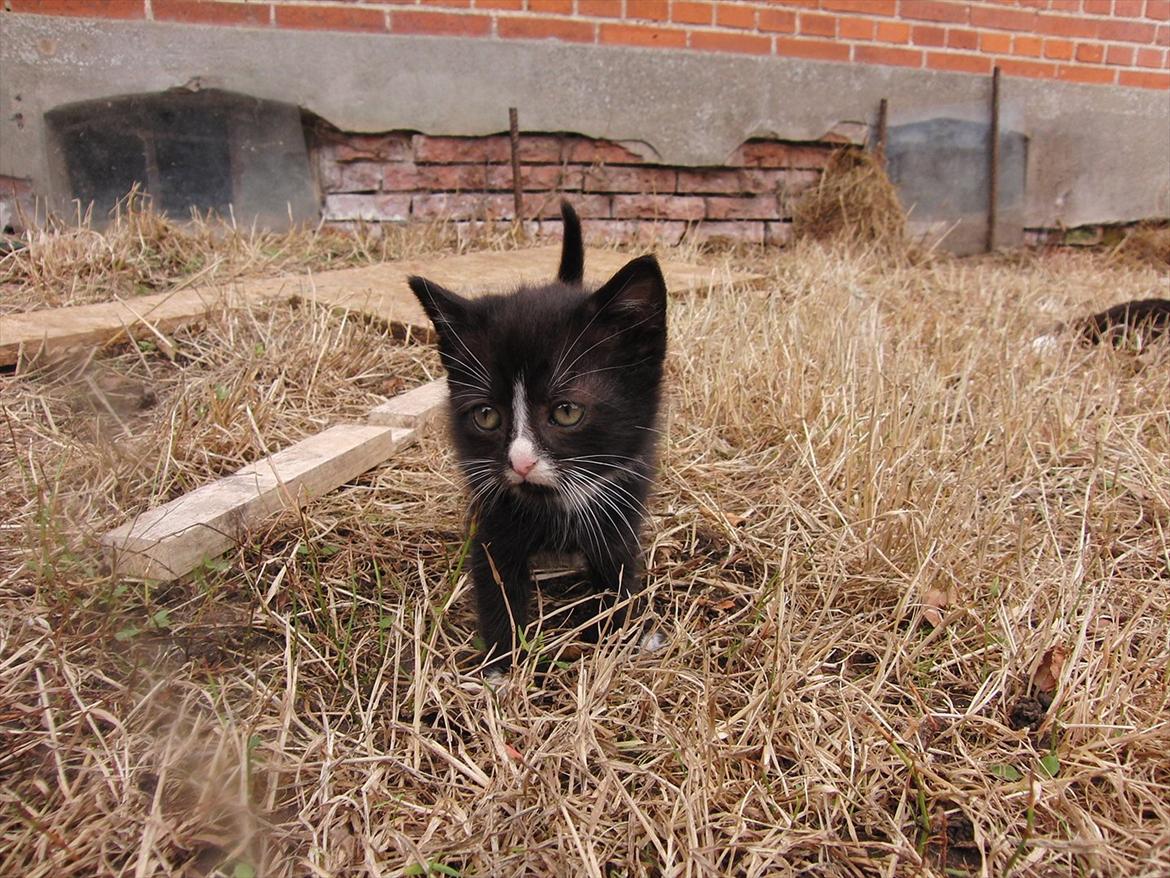 Huskat Mini mis aka Tromle aka luksusdyret<3 R.I.P.  billede 1