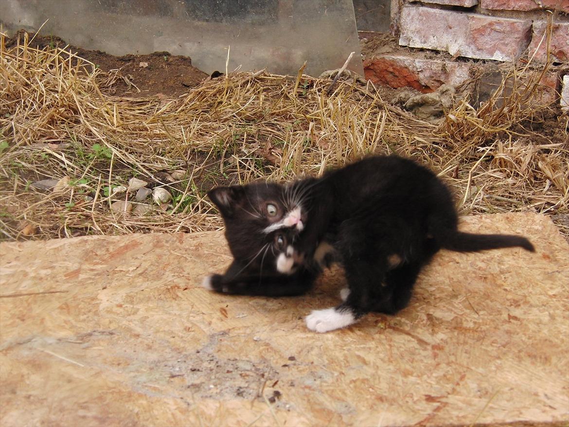 Huskat Mini mis aka Tromle aka luksusdyret<3 R.I.P.  billede 2