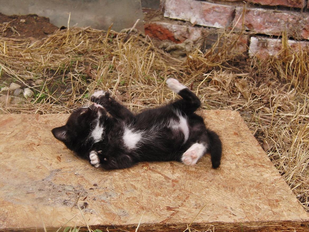 Huskat Mini mis aka Tromle aka luksusdyret<3 R.I.P.  billede 3