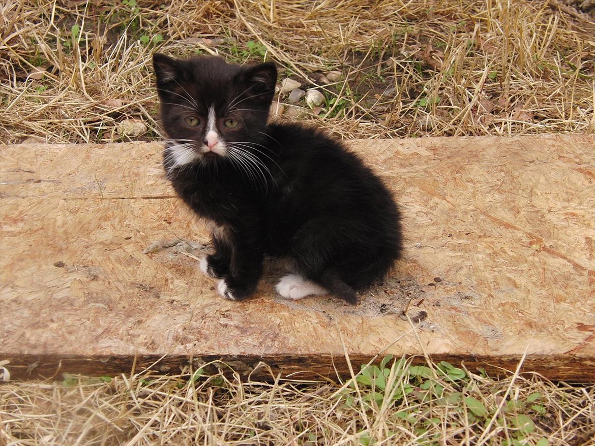 Huskat Mini mis aka Tromle aka luksusdyret<3 R.I.P.  billede 4