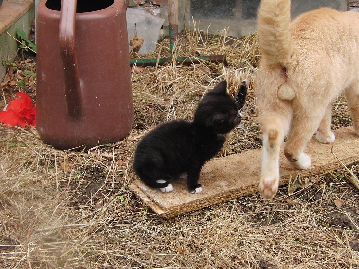 Huskat Mini mis aka Tromle aka luksusdyret<3 R.I.P.  billede 5