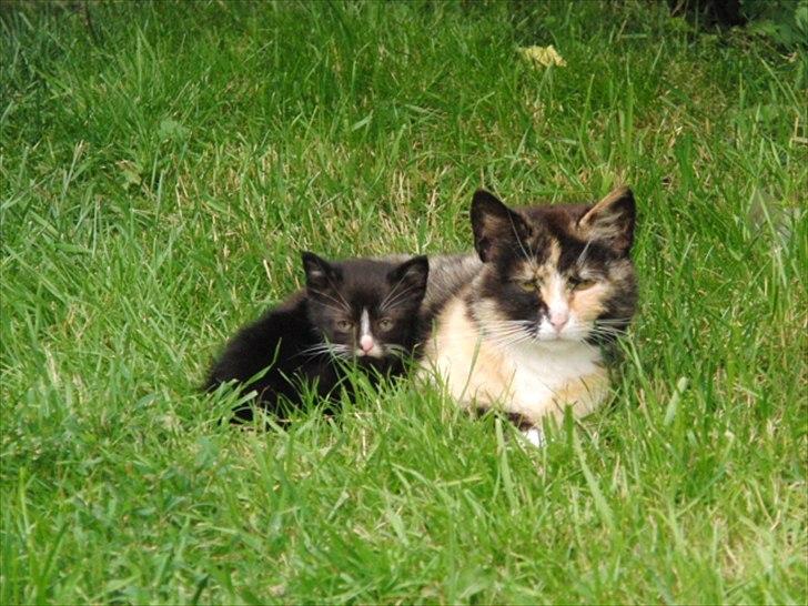 Huskat Mini mis aka Tromle aka luksusdyret<3 R.I.P.  - treben med hendes killing :) billede 6