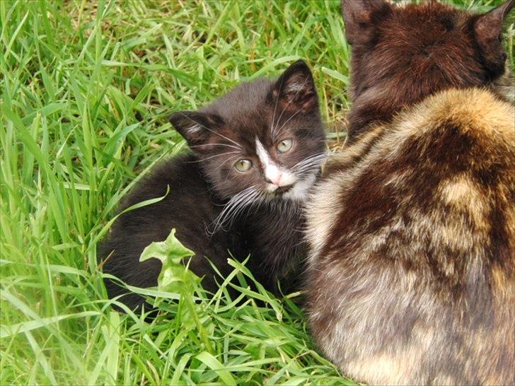 Huskat Mini mis aka Tromle aka luksusdyret<3 R.I.P.  billede 7