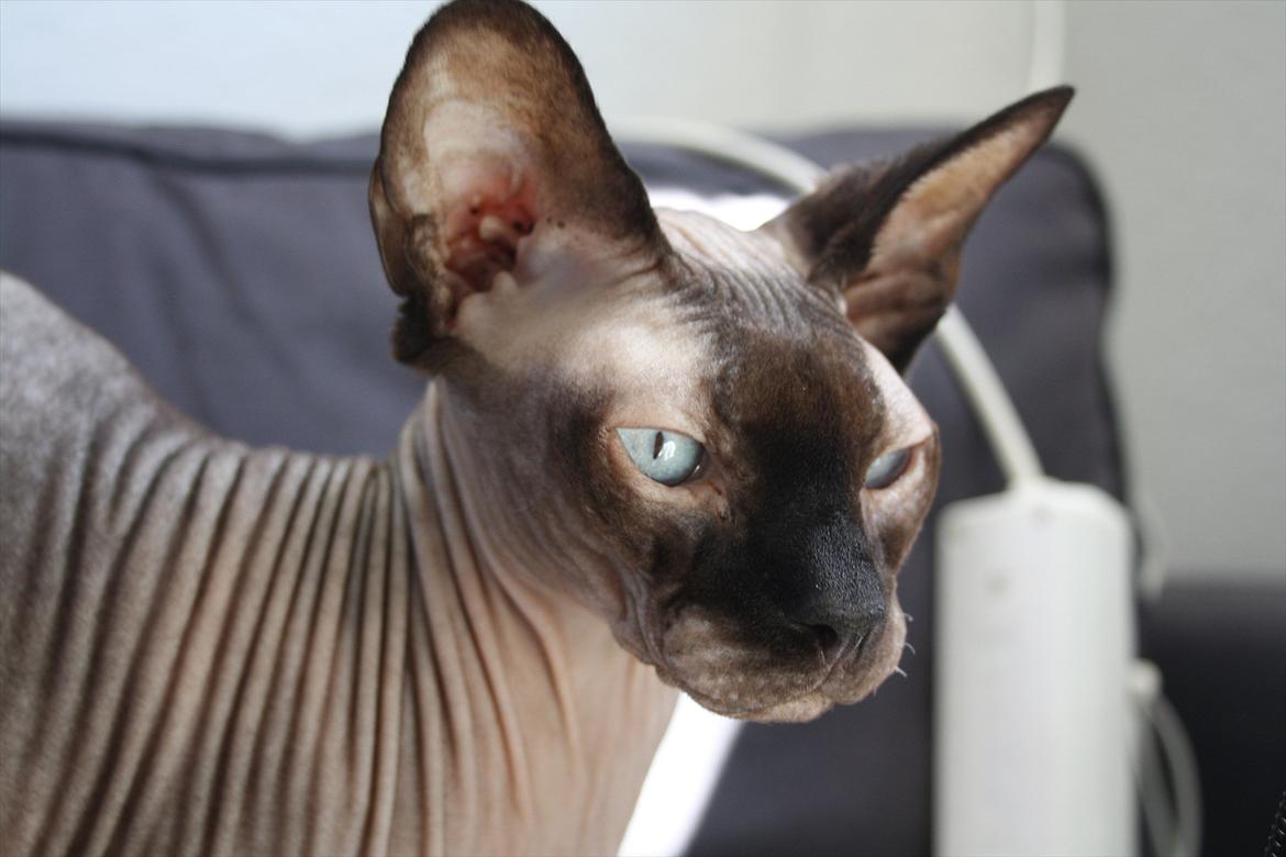 Sphynx Mr. Hyde billede 13