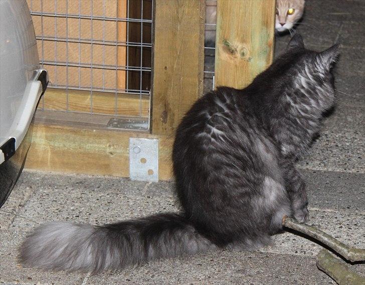 Maine Coon Frida *Flyttet* - Her er det tydeligt, at Frida er sort smoke :) billede 2