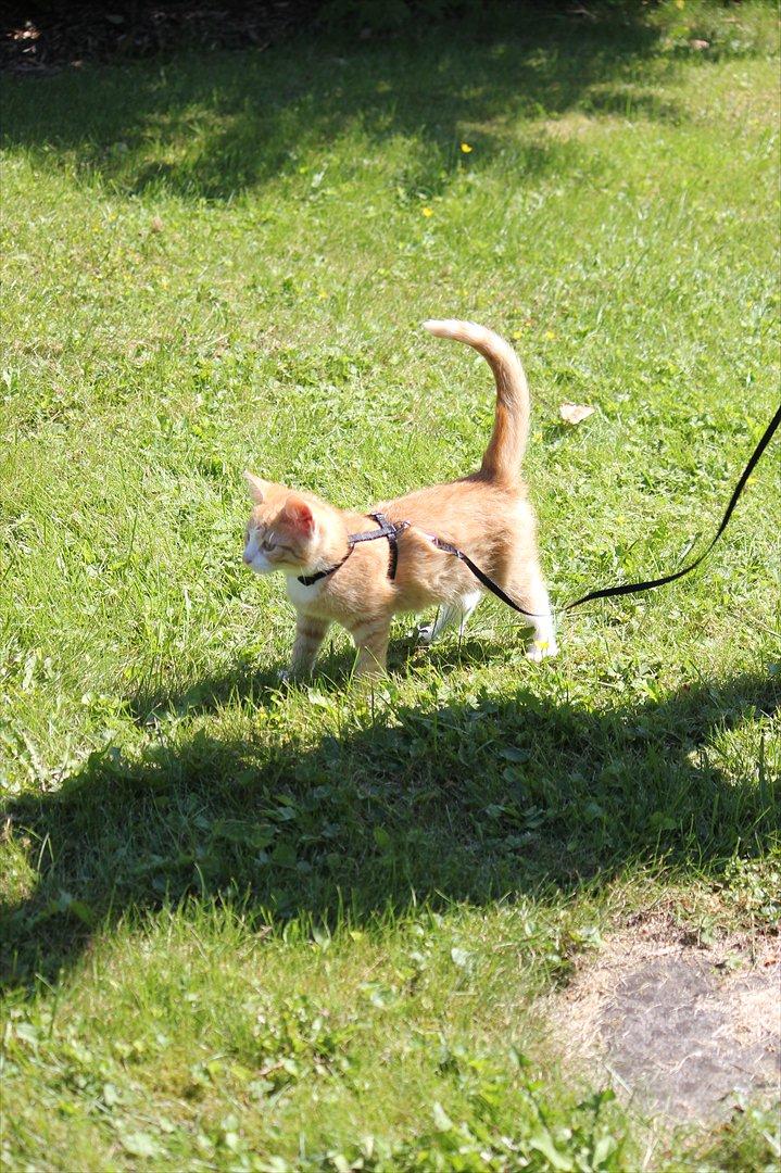 Blanding af racer Anders - Anders på gåtur i sin sele:) billede 19