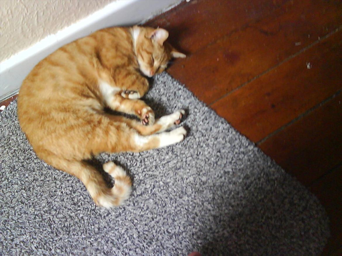 Huskat Tarzan - Tarzan sover på gulvet i baggangen :D billede 4