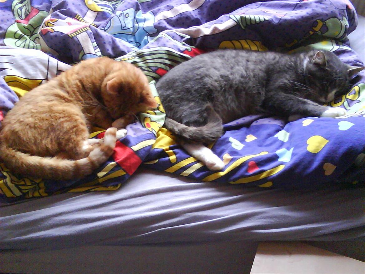 Huskat Monster - Monster og Tarzan de to sovetryner :D billede 4