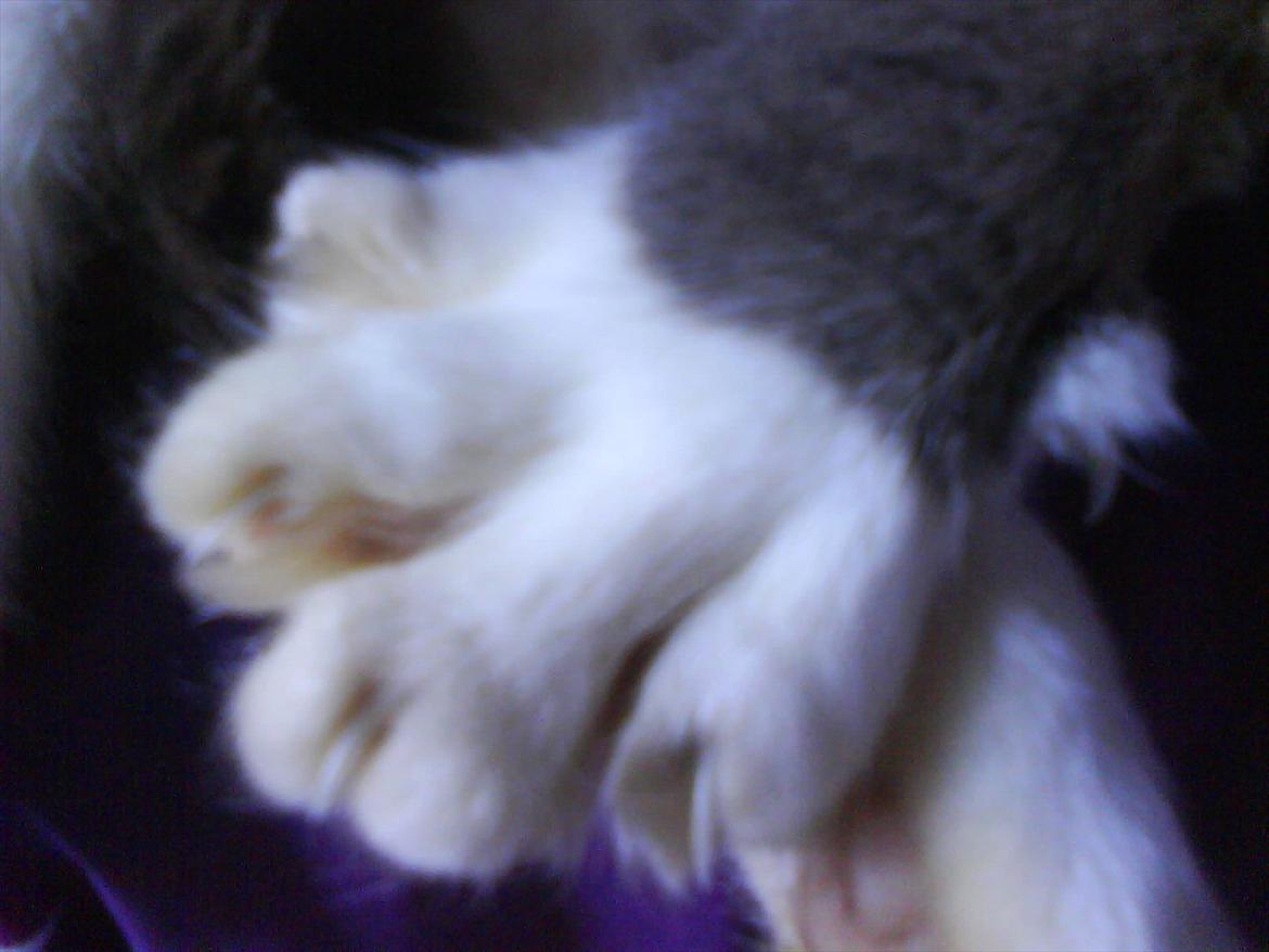 Huskat Monster - Det skal lige siges hans poter er giga store :D billede 2