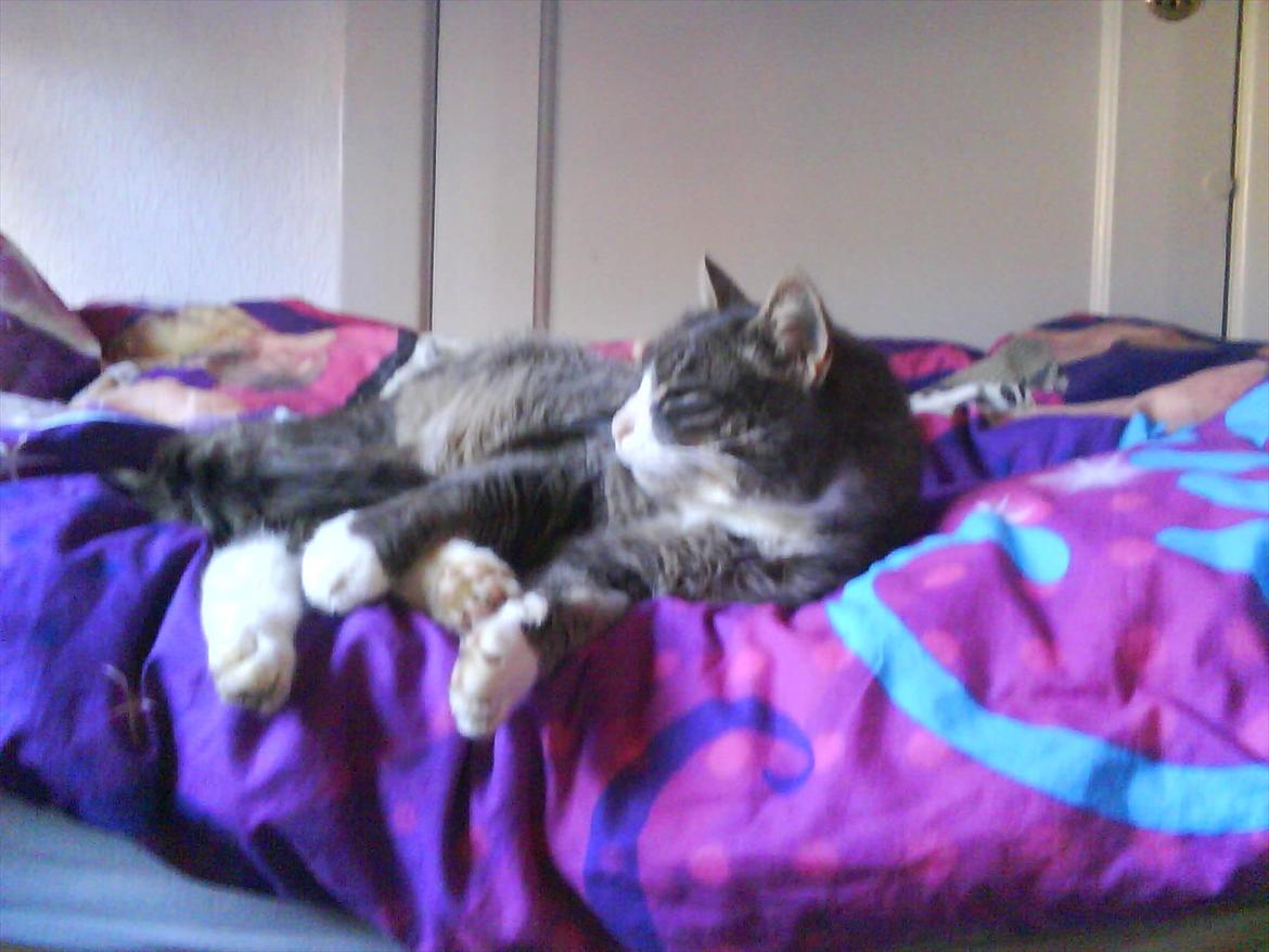 Huskat Monster - Så kigger han lige ud af vinduet billede 5